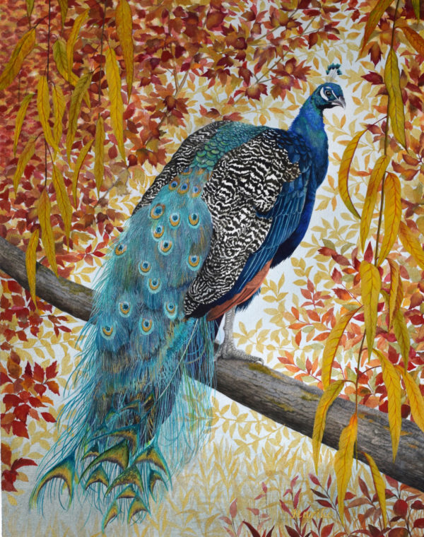 Peacock-in-Autumn